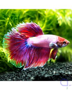 Kampffisch Halfmoon - Lavendel - Betta splendens *11