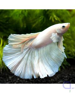 Kampffisch Halfmoon - Platinum - Betta splendens *40