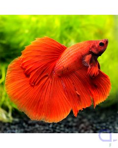 Kampffisch Halfmoon - Red - Betta splendens *38