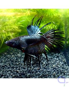 Kampffisch Crowntail - Black - Betta splendens