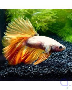 Kampffisch Halfmoon - Gold Fin - Betta splendens