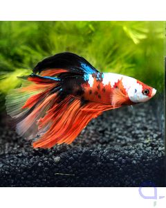 Kampffisch Halfmoon - Nemo - Betta splendens *40