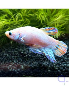 Kampffisch Plakat - Rainbow Fin - Betta splendens *27