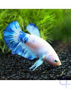 Kampffisch Plakat - White Blue - Betta splendens *19