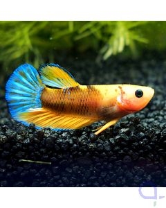 Kampffisch Plakat - Yellow Hellboy - Betta splendens *39