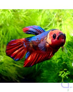 Kampffisch Plakat - Big Nemo - Nemo - Betta splendens
