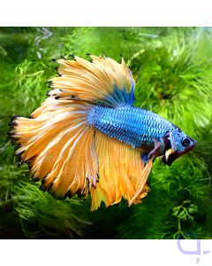 Kampffisch Halfmoon - Mustard - Betta splendens