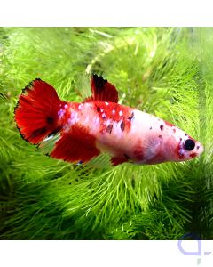 Kampffisch Plakat - Weibchen - Nemo - Betta splendens