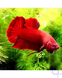 Kampffisch Plakat - Super Red Giant - Betta splendens