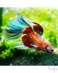 Kampffisch Halfmoon - Big Fin - Betta splendens *18