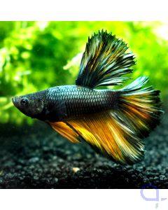 Kampffisch Halfmoon - Copper - Betta splendens *23