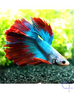 Kampffisch Butterfly - Bicolor - Betta splendens *17