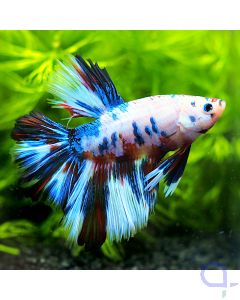 Kampffisch Halfmoon - White Nemo - Betta splendens *43