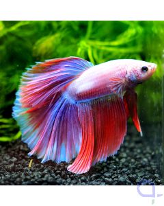 Kampffisch Halfmoon - Lavender - Betta splendens *06