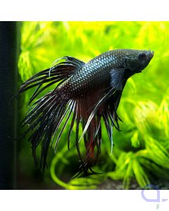 Kampffisch Crowntail - Black - Betta splendens *19