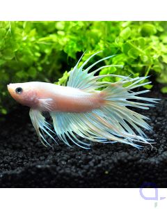 Kampffisch Crowntail - White Crown - Betta splendens *19