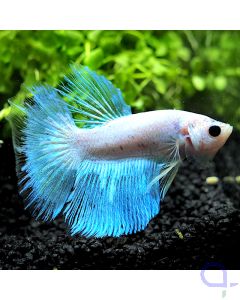 Kampffisch Halfmoon - Snowwhite - Betta splendens *03