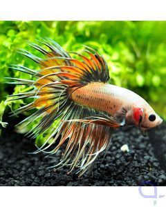 Kampffisch Crowntail - Metal - Betta splendens *15