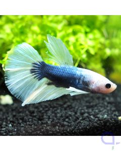 Kampffisch Halfmoon - Blue White - Betta splendens *16