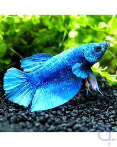 Kampffisch Plakat - Blue - Betta splendens *18