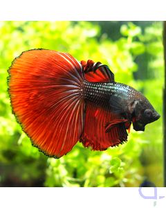 Kampffisch Halfmoon - Red Fin - Betta splendens *22