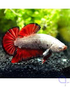Kampffisch Plakat - Black Rim Dragon - Betta splendens *25