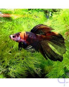 Kampffisch Halfmoon - Orange Black Nemo - Betta splendens