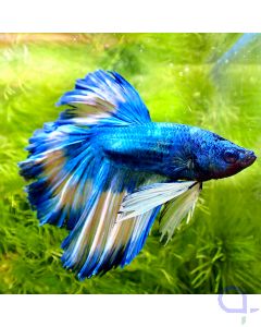 Kampffisch Halfmoon - Mustard - Betta splendens