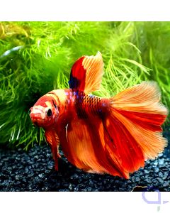 Kampffisch Halfmoon - Blue Dot Nemo  - Betta splendens