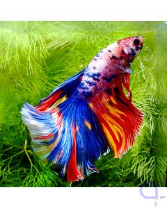 Kampffisch Halfmoon - Galaxy - Betta splendens 