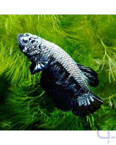 Kampffisch Plakat - Black Samurai - Betta splendens