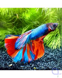 Kampffisch Halfmoon - Galaxy Stripes - Betta splendens 