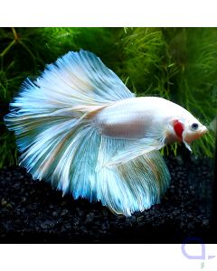 Kampffisch Halfmoon - Pearl White - Betta splendens