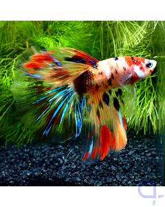 Kampffisch Halfmoon - Multicolor Nemo - Betta splendens