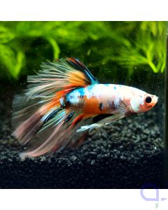 Kampffisch Halfmoon - Light Nemo - Betta splendens *32