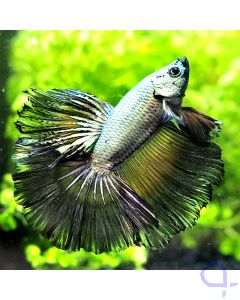 Kampffisch Halfmoon - Silver Copper - Betta splendens *21