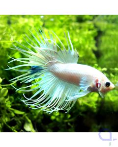 Kampffisch Crowntail - Blue Dot - Betta splendens *08