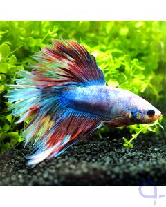 Kampffisch Halfmoon - Tricolor - Betta splendens *05