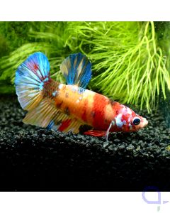Kampffisch Plakat - Nemo - Betta splendens