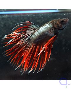 Kampffisch Crowntail - Silver Red - Betta splendens