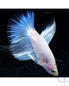 Kampffisch Halfmoon - White Pearl - Betta splendens *30