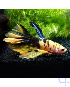 Kampffisch Halfmoon - Yellow Galaxy - Betta splendens