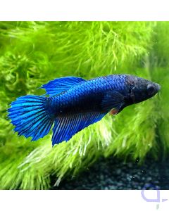 Kampffisch Plakat - Marniki Weibchen - Betta splendens