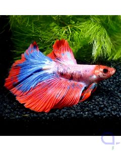 Kampffisch Halfmoon - Galaxy Thai - Betta splendens  -Detail