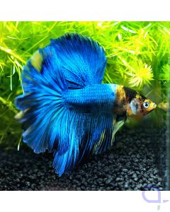 Kampffisch Halfmoon - Ruhr Derby - Betta splendens *27
