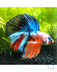 Kampffisch Halfmoon - Fancy Nemo - Betta splendens *05