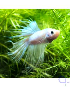 Kampffisch Crowntail - Opaque - Betta splendens *16