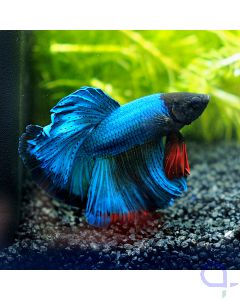 Kampffisch Halfmoon - Blue Red - Betta splendens *22