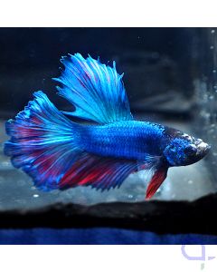 Kampffisch Rosetail - blue red - Betta splendens *33