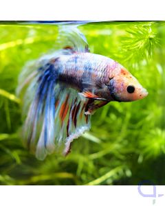 Kampffisch Halfmoon - White Nemo - Betta splendens *34